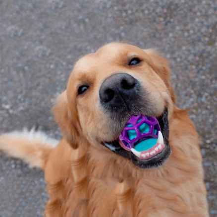 Bola Mordedor Brinquedo Interativo Pet Porta Petisco Ração Cão Cachorro com Apito Som