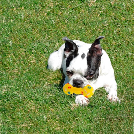 Brinquedo Mordedor Halter Pet Para Cachorros Resistente Cães Toys Buddy Pit Bull Rottweiler