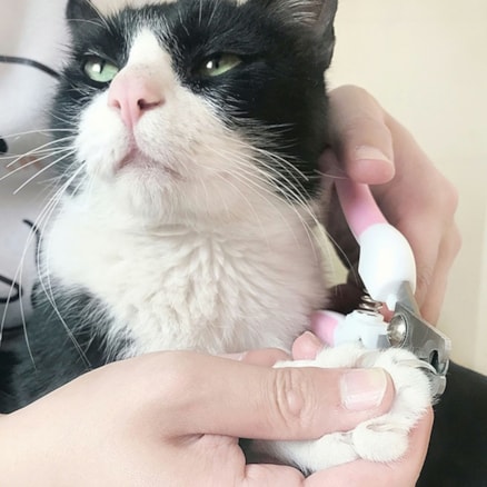 Cortador Alicate De Unha Gatos Cachorros Cães Pequeno e Médio Porte Prático c/ Trava Segurança 12cm Azul