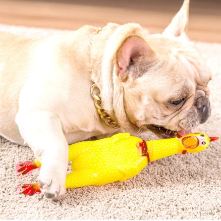 Frango Galinha Galo Brinquedo Pet Cachorro Cães Gatos Borracha Mordedor com Apito Sonoro 16cm P