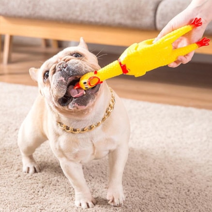 Frango Galinha Galo Brinquedo Pet Cachorro Cães Gatos Borracha Mordedor com Apito Sonoro 16cm P