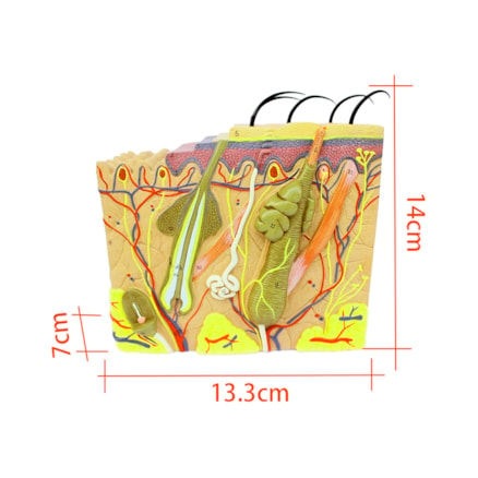 Mod. Anatomia Pele Cab 35x