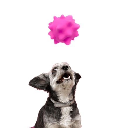 Mordedor Brinquedo Bolinha Bola Cravo Pet Cachorro Cão Gato Antistress Colorida Som Apito Vinil Sortido
