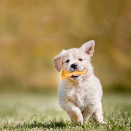 Mordedor Galho Brinquedo Interativo Pet para Cães Cachorros com Apito